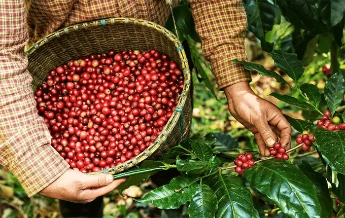 Colheita de café da Cooxupé supera 90% entre cooperados