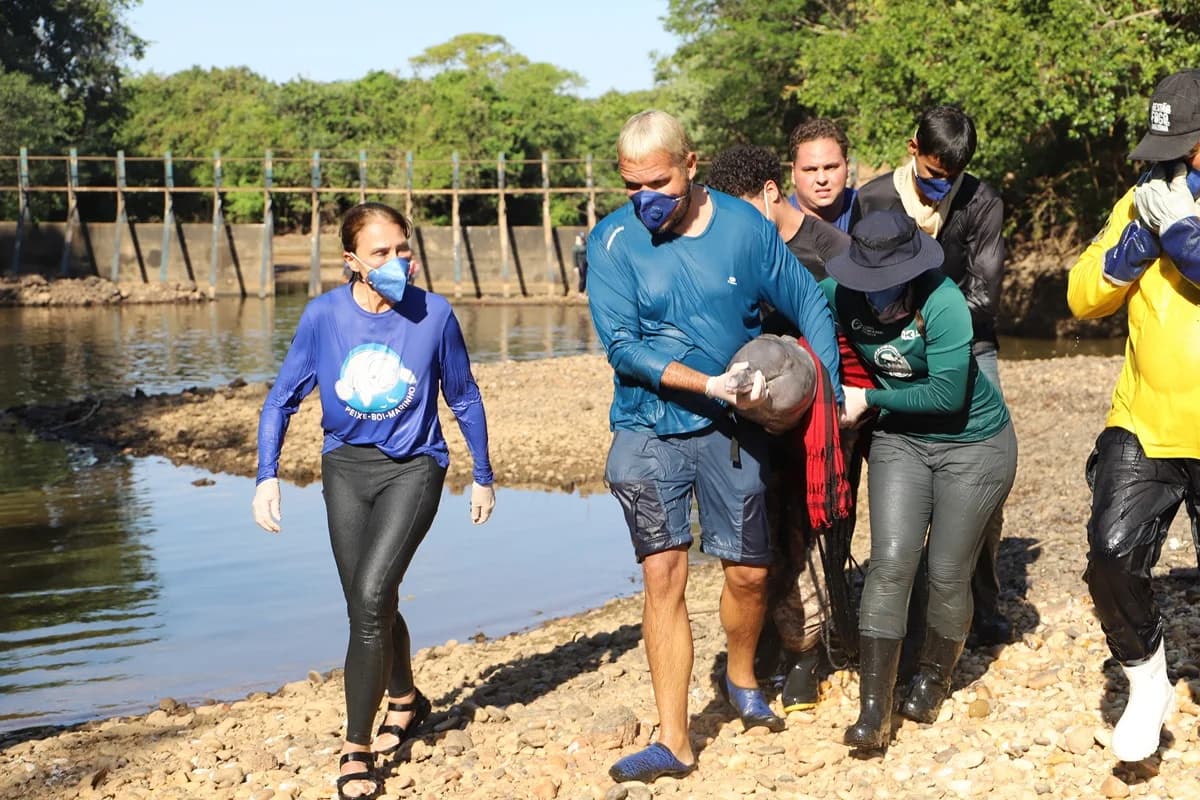 Equipe resgata seis botos-do-Araguaia isolados pela seca extrema no Tocantins