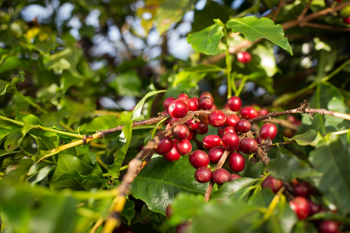 Oferta maior de café no Brasil pressiona preço em Nova York