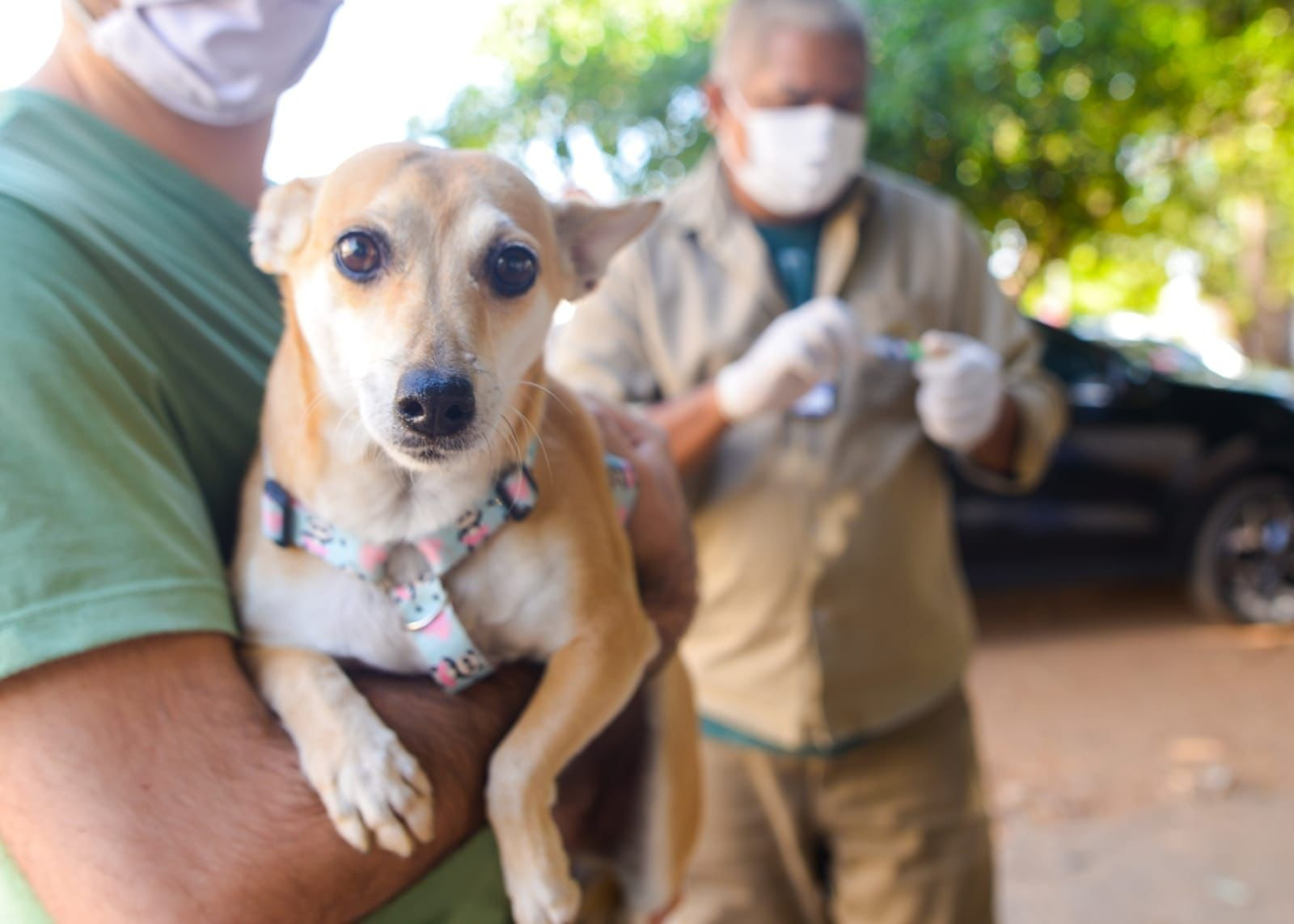 Campanha vacina 74.715 cães e gatos contra a raiva em Goiânia