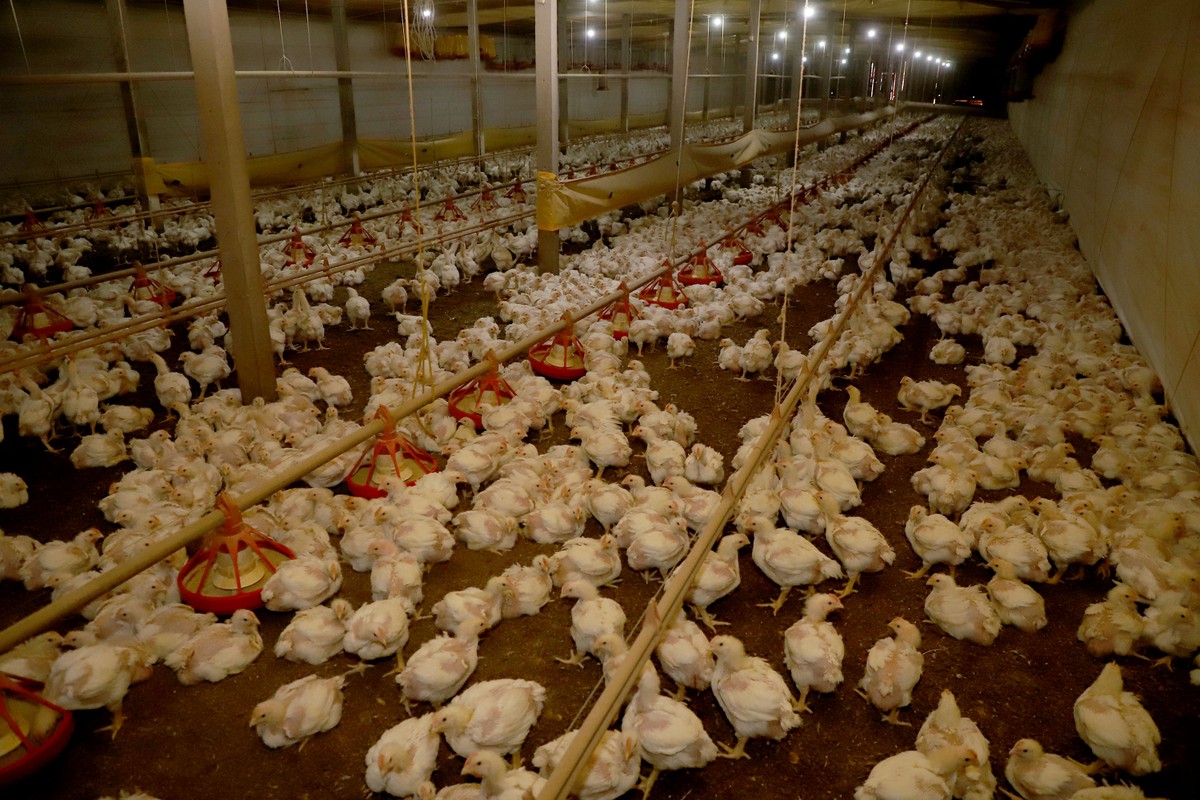 Conab estima alta na produção de frango em 2026 e 2027