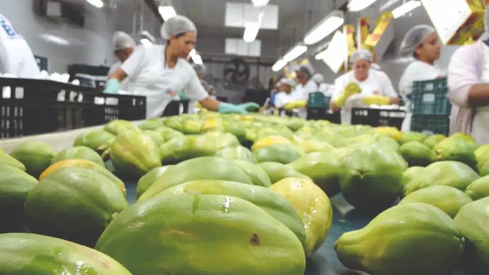 Mamão havaí tem preços pressionados no Espírito Santo e no sul da Bahia