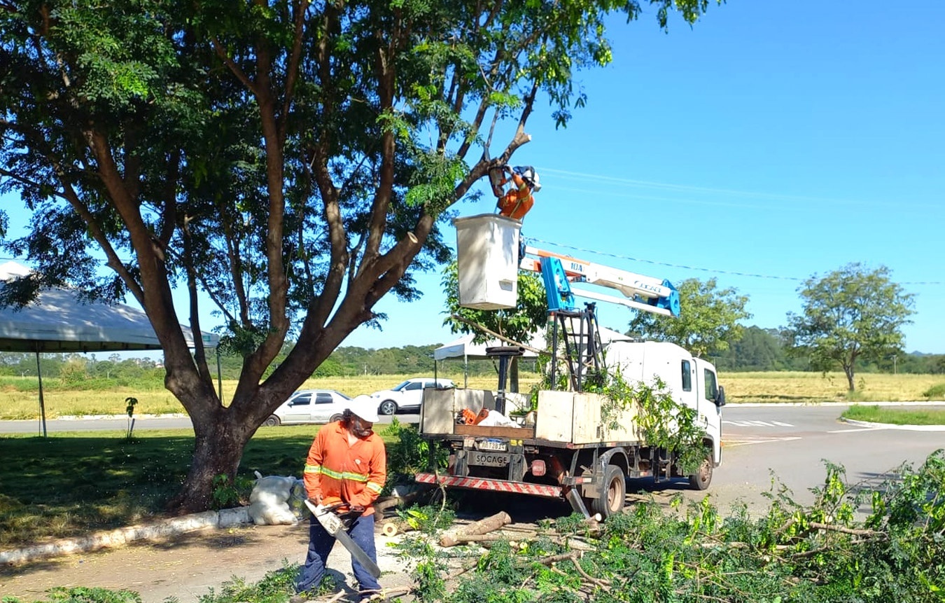 Árvore da Praça da Catedral quase é cortada sem autorização em Goiânia
