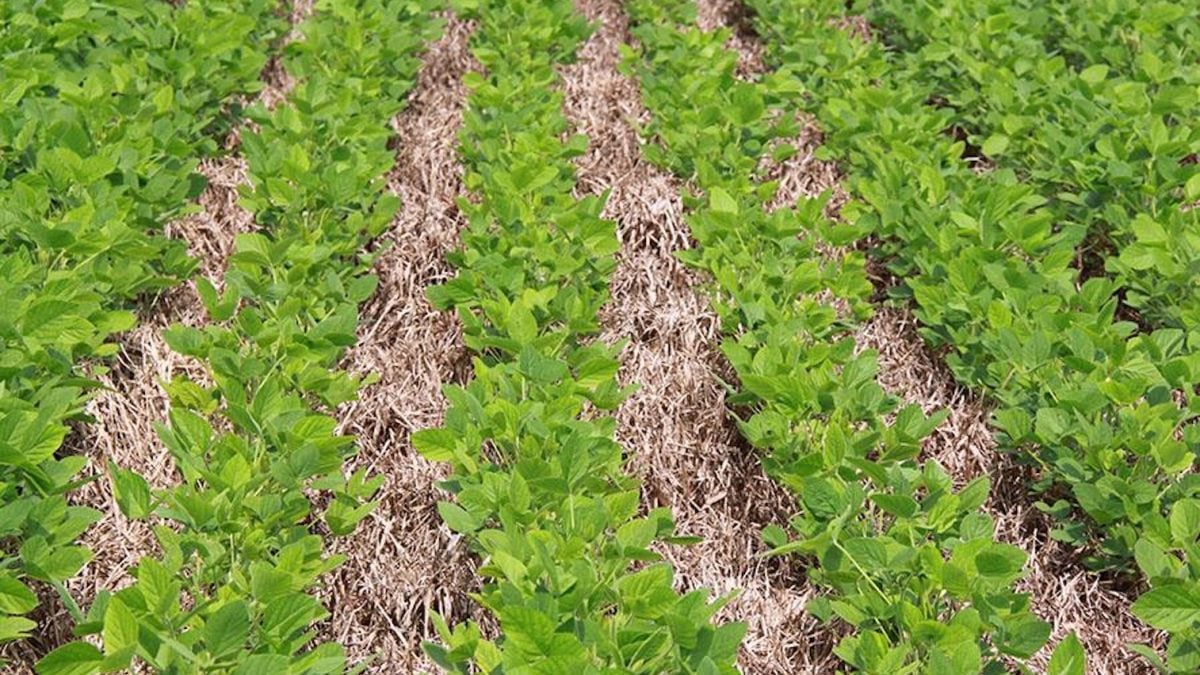Zoneamento e manejo aumentam resiliência do Cerrado ao El Niño