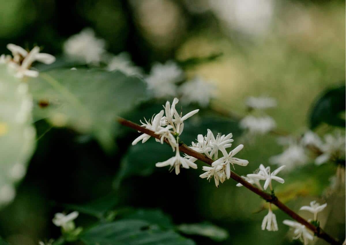 Chuva favorece floradas e sustenta otimismo para a safra 2027/28 de café