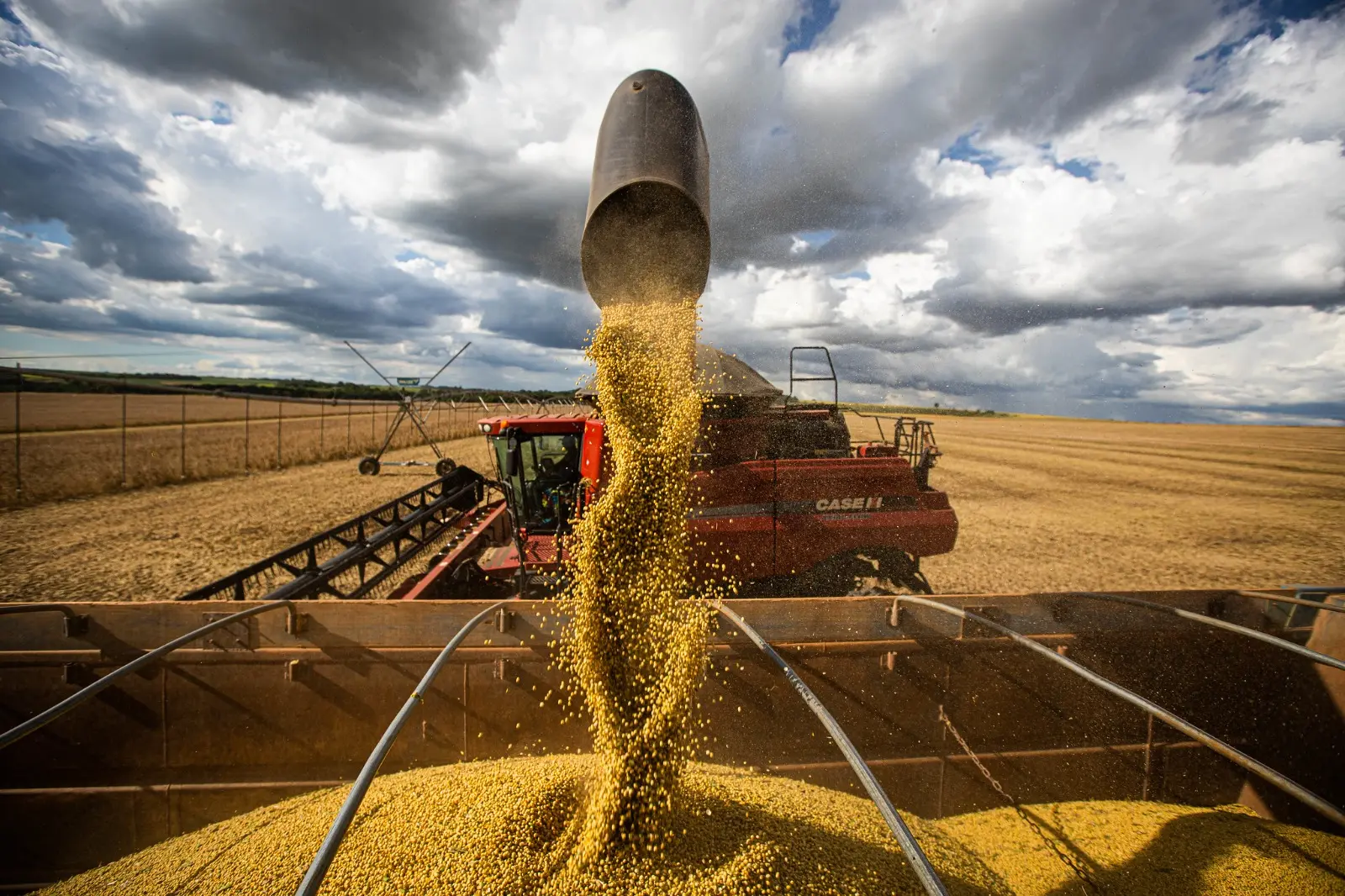 Goiás mantém 4ª maior produção de grãos do país, com 33,8 milhões de toneladas previstas