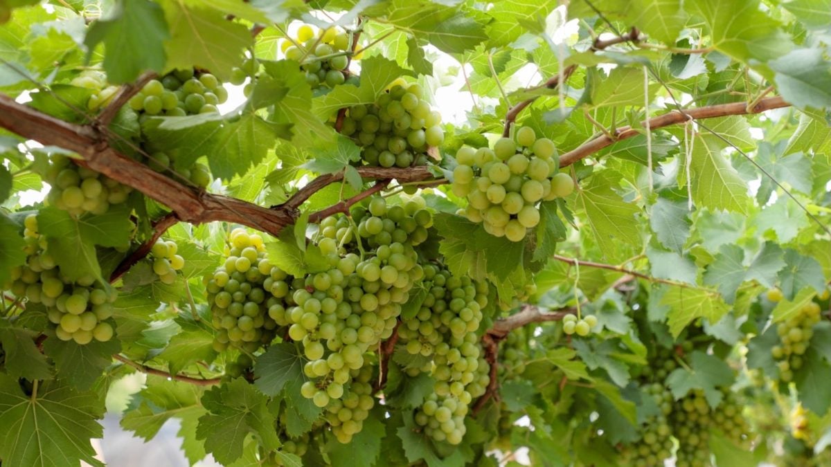 Vinícolas em Goiás crescem 9,1% de 2024 para 2025