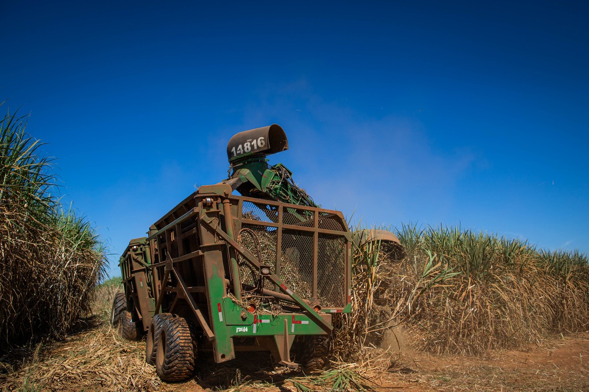 Moagem de cana cresce 3,3% na segunda quinzena de agosto