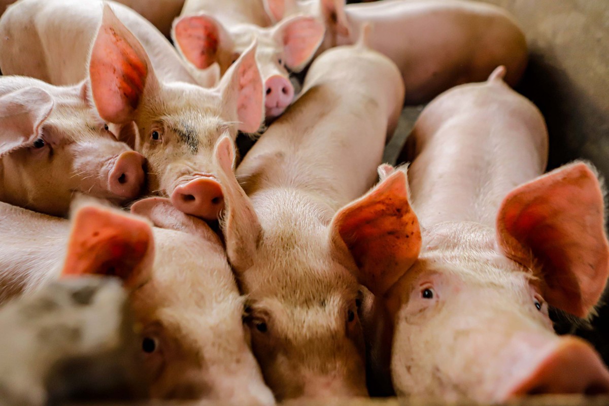 Conab projeta salto na produção de carne suína nos próximos anos no Brasil