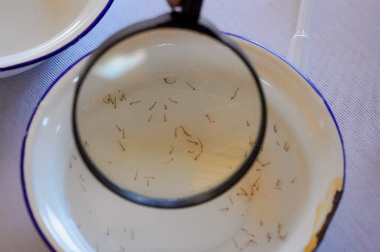 Chuvas fora de época elevam risco de dengue e chikungunya em Goiás