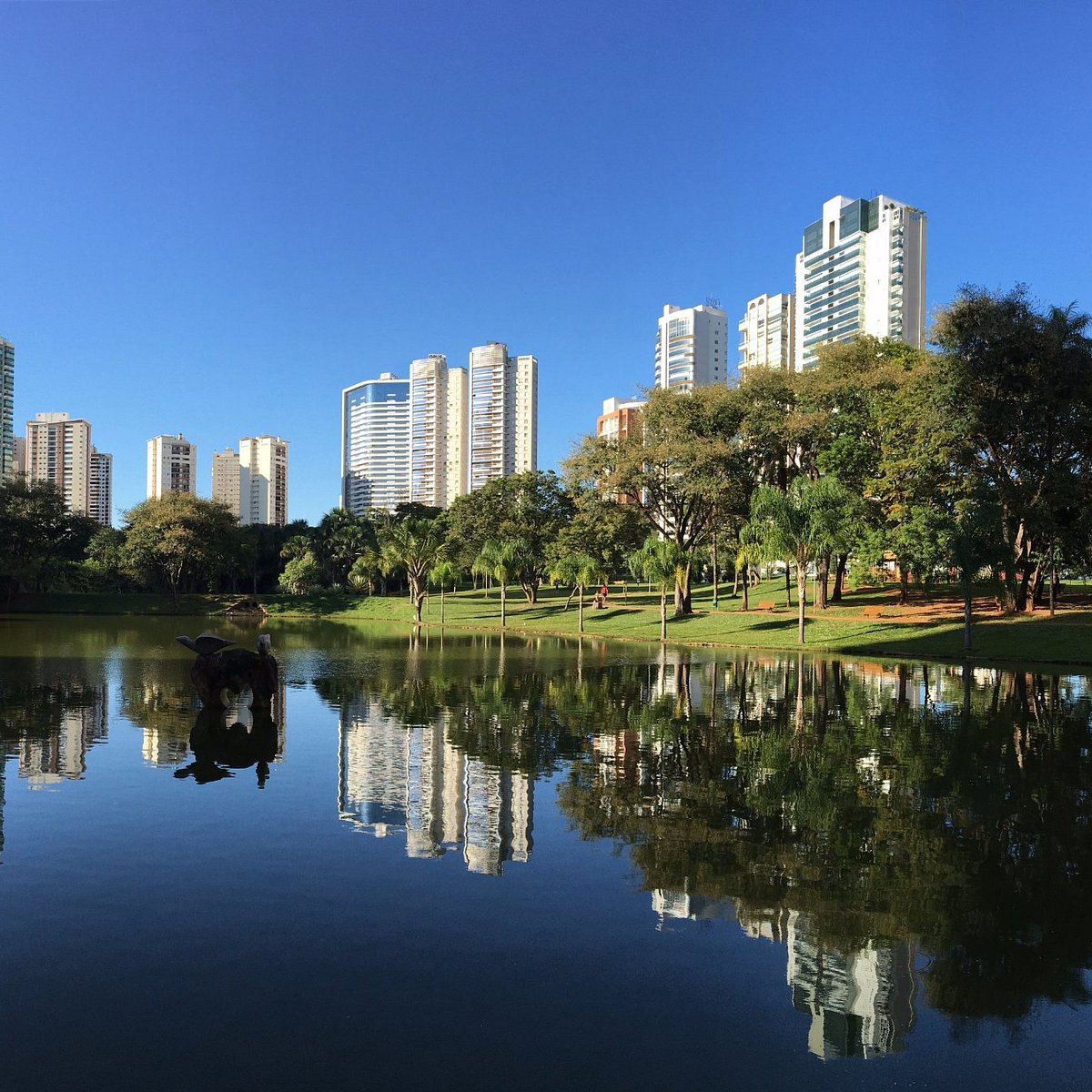 Sociedade Goiana de Reumatologia promove manhã de conscientização no Parque Flamboyant