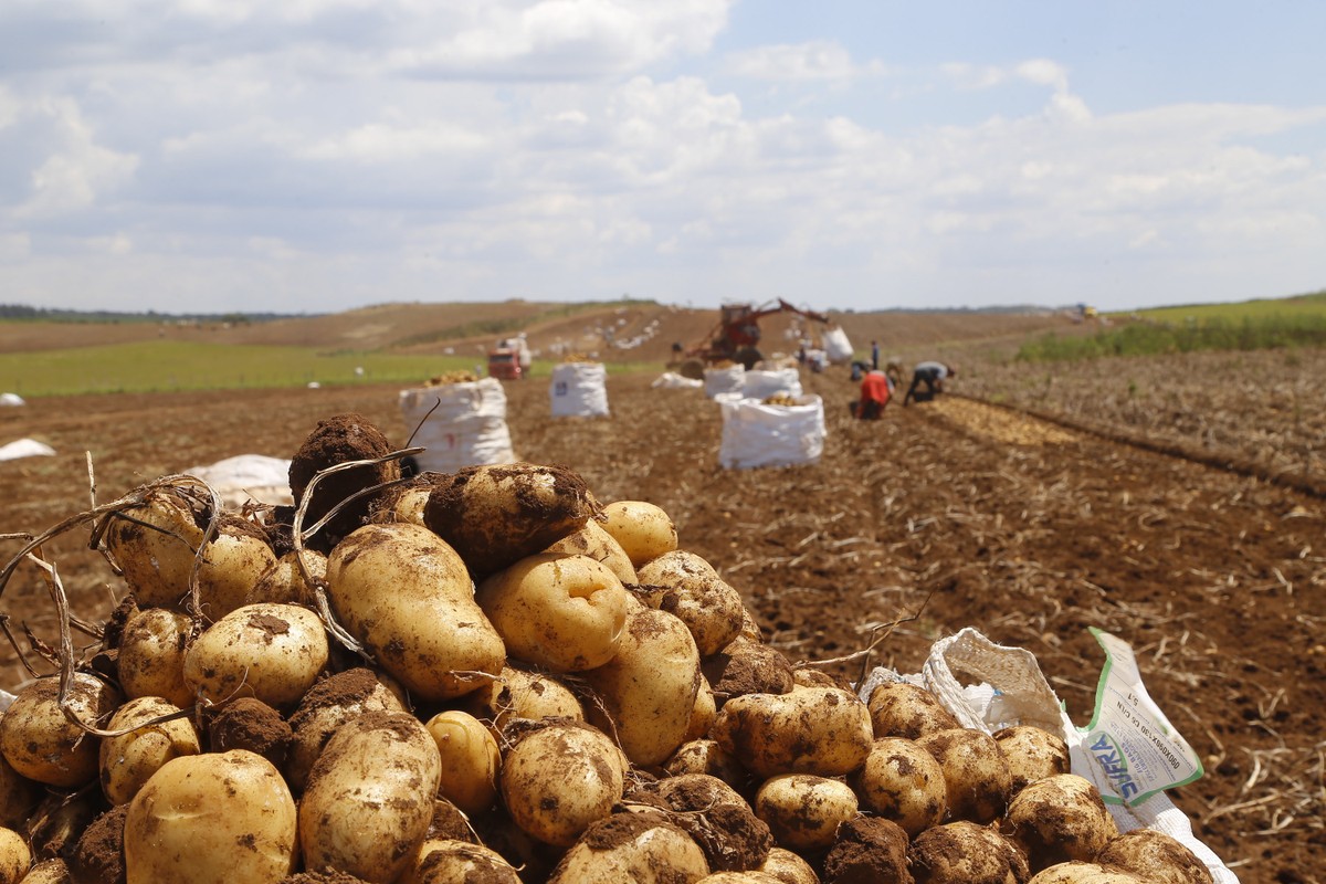 Preço da batata recua com avanço da colheita e aumento da oferta