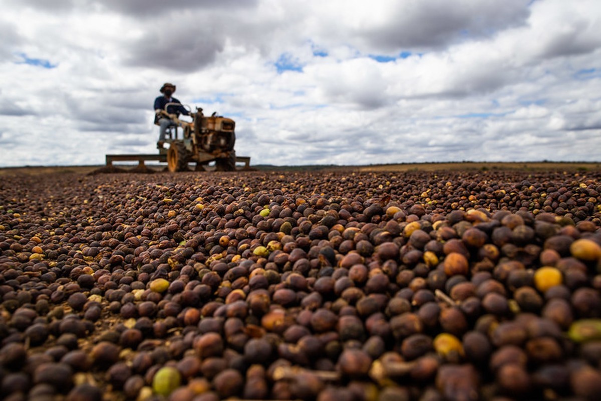 Preços do café arábica recuam em setembro com expectativas de safra robusta