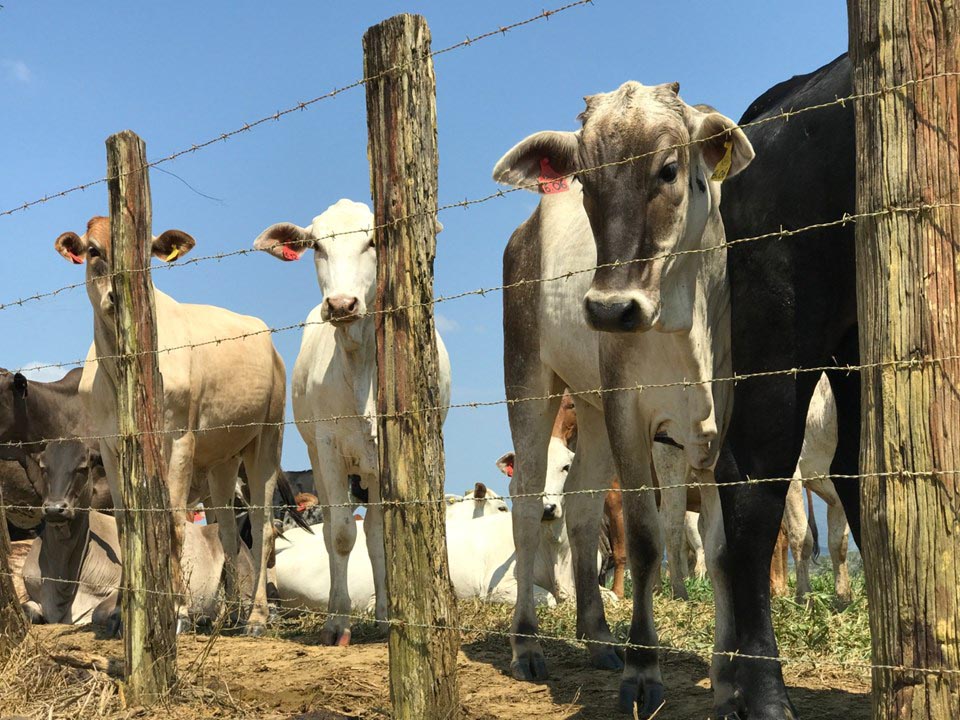 Preço do boi avança 10% em um ano, aponta Cepea