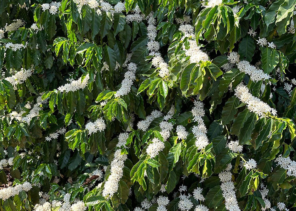 Chuvas de setembro favorecem floradas do café da safra 2027/28