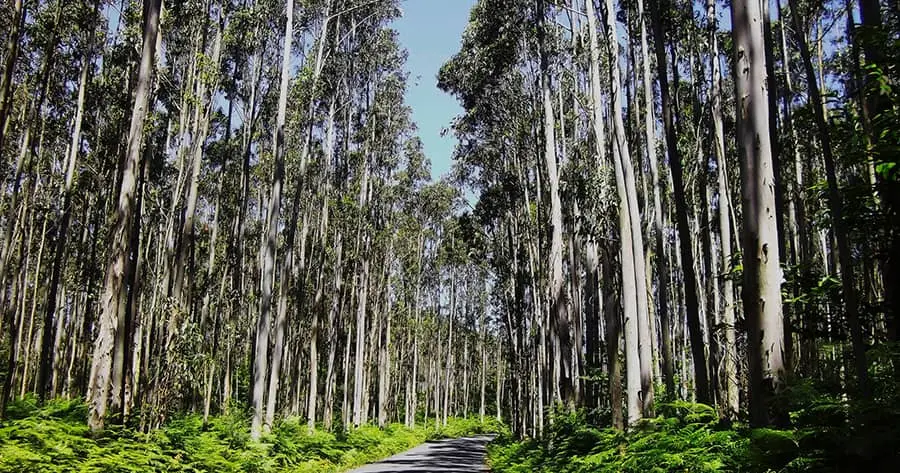 Área de florestas plantadas em Goiás tem maior queda proporcional do país