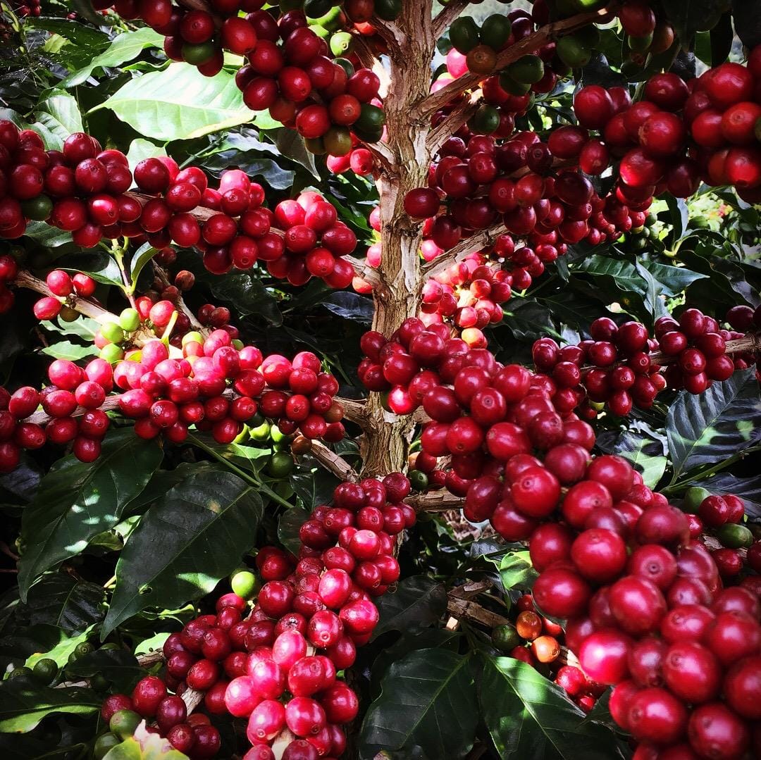 Indicador do arábica completa 30 anos, e robusta se aproxima dos 25