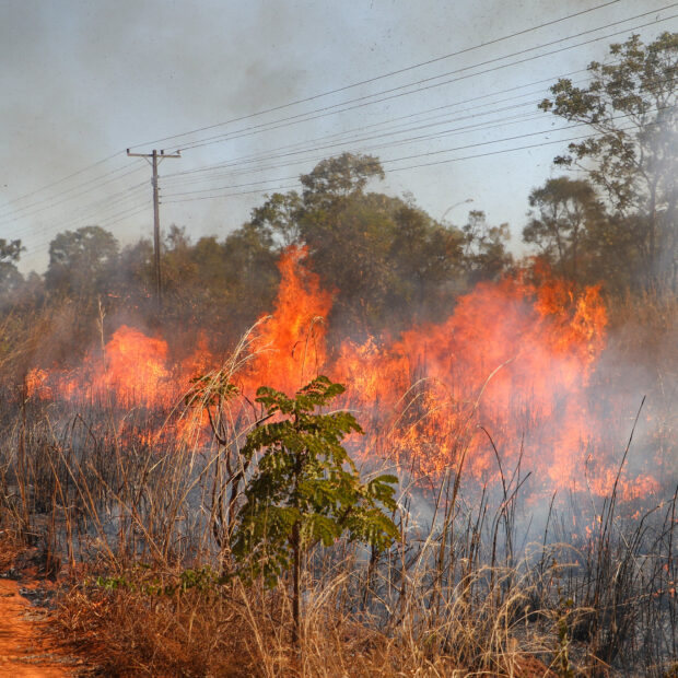 Incêndio florestal: o que fazer quando o fogo se aproxima de casas