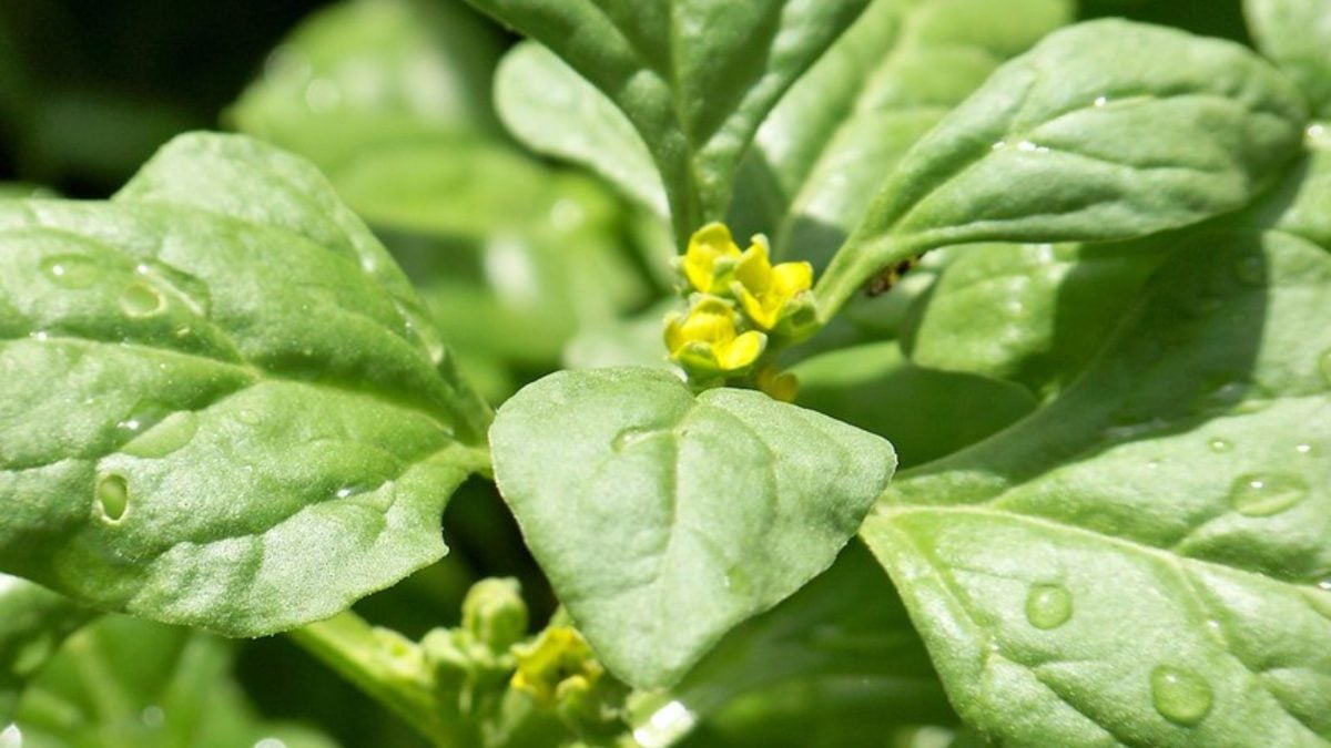 Vitamina K é associada a melhor função pulmonar em estudo