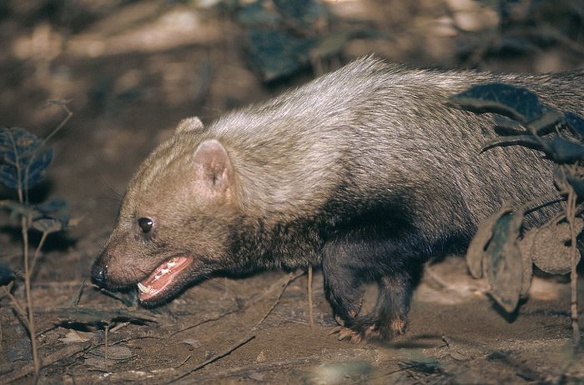 Cachorro-vinagre é registrado em áreas de conservação de Mato Grosso