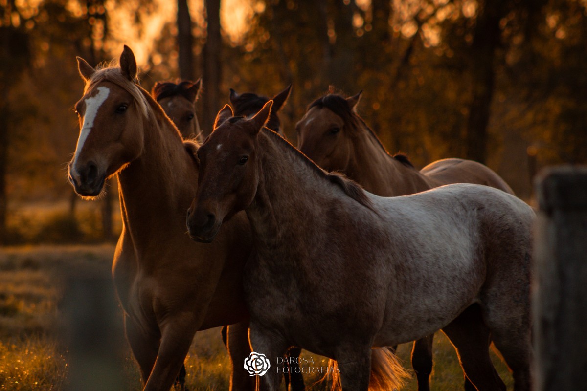 Por que o cavalo dorme em pé? Entenda como os equinos descansam