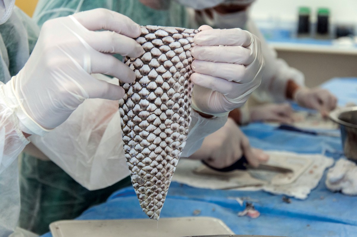 Brasil receberá primeira fábrica de curativo de pele de tilápia do mundo