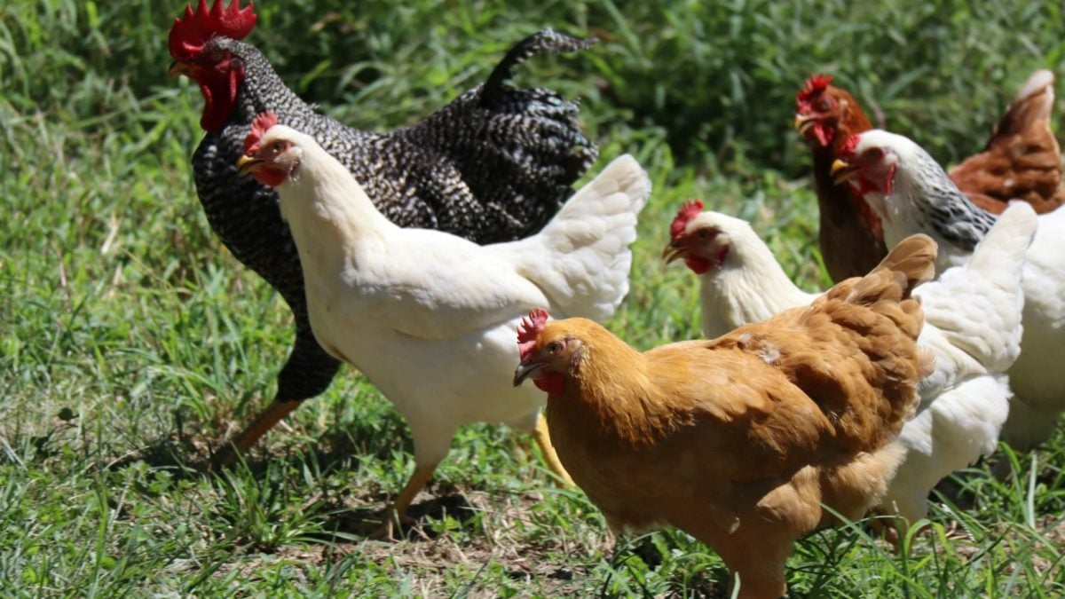 UE aceita protocolos e sinaliza retomada das exportações de frango do Brasil