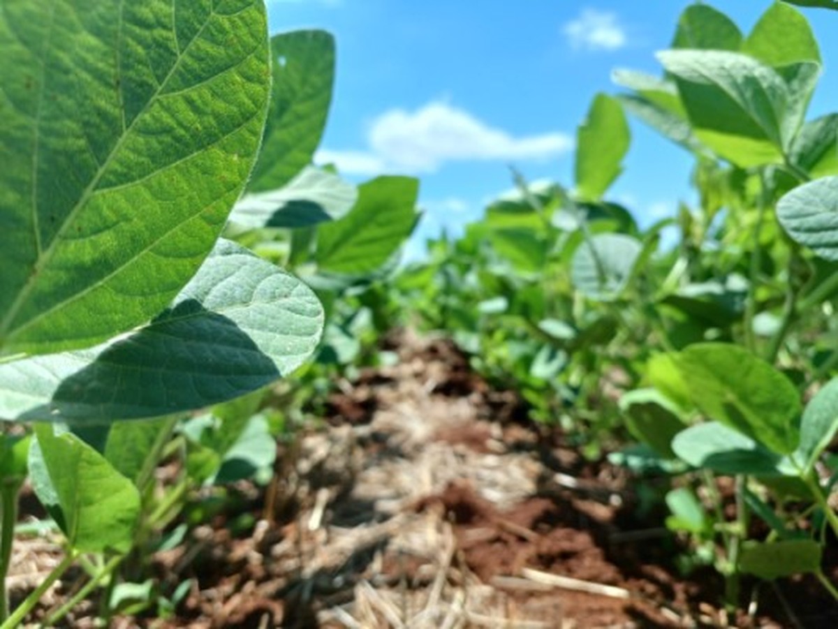 Área plantada com soja na Argentina deve crescer 1,2% em 2026/27