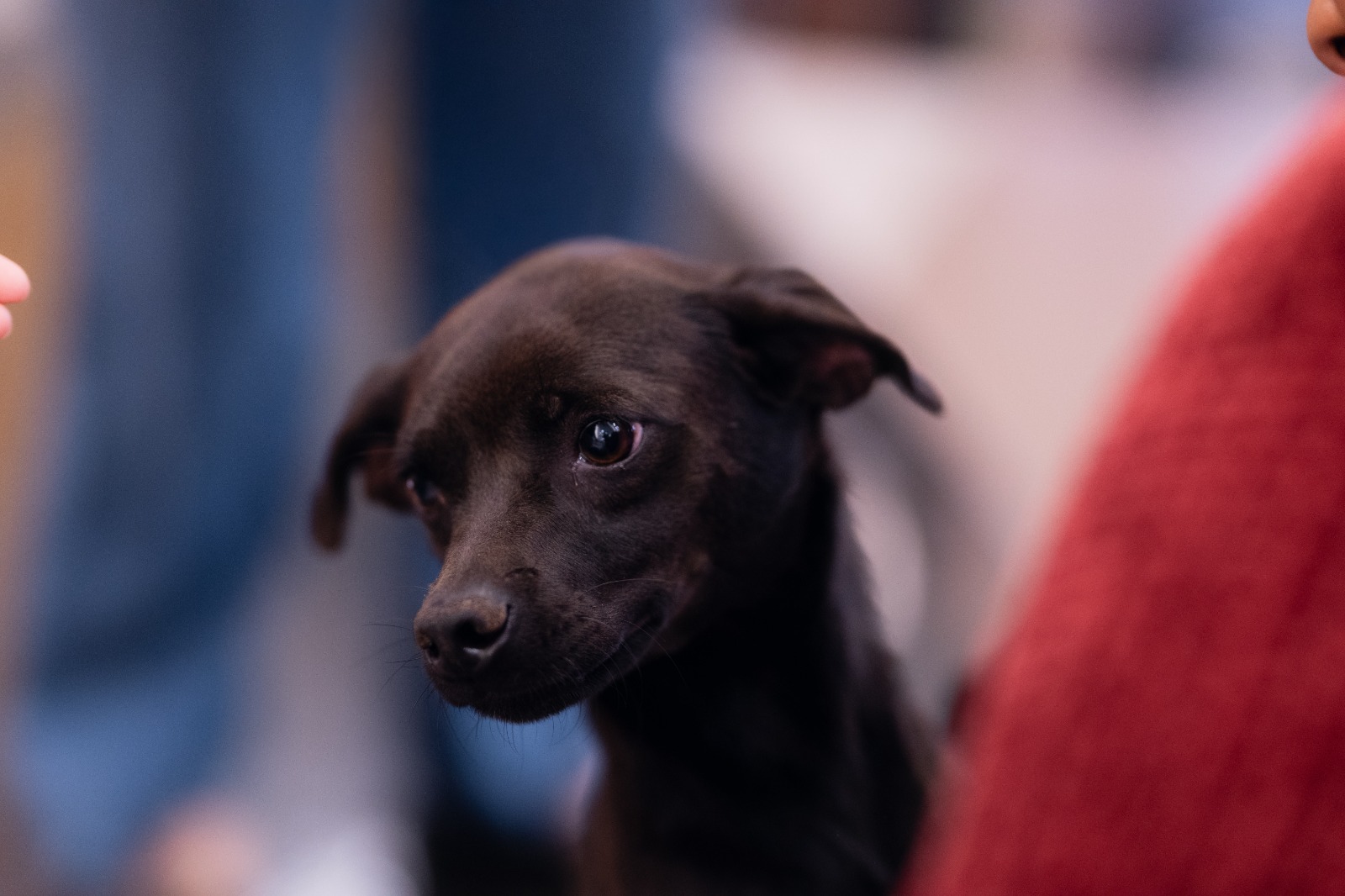 Goiânia recebe evento de adoção de cães e gatos neste sábado