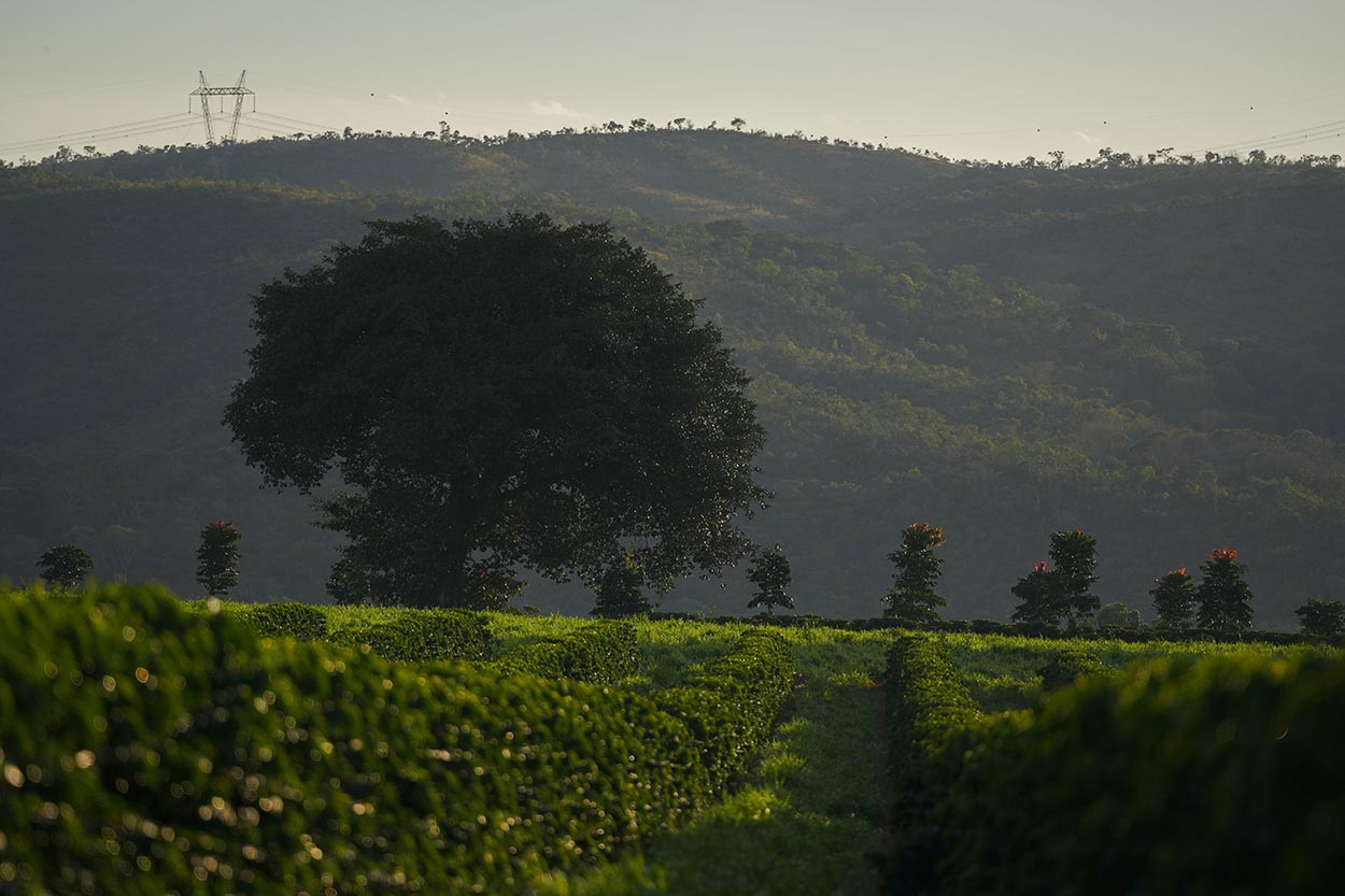 Prêmio Futuro Regenerativo vai distribuir R$ 40 mil no Cerrado Mineiro