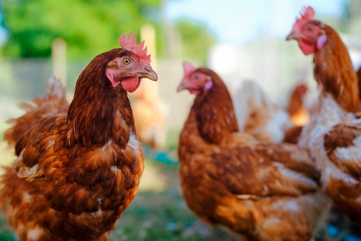 Crédito limitado freia avanço do bem-estar animal na produção brasileira