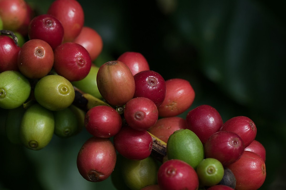 Café recua em Nova York com oferta mais ampla no curto prazo
