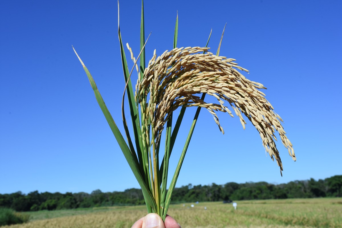 Exportações e expectativa de compras públicas sustentam preço do arroz