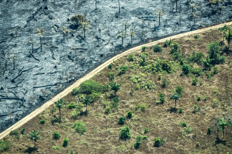 Eleições 2026 colocam clima, floresta e petróleo no centro do debate ambiental