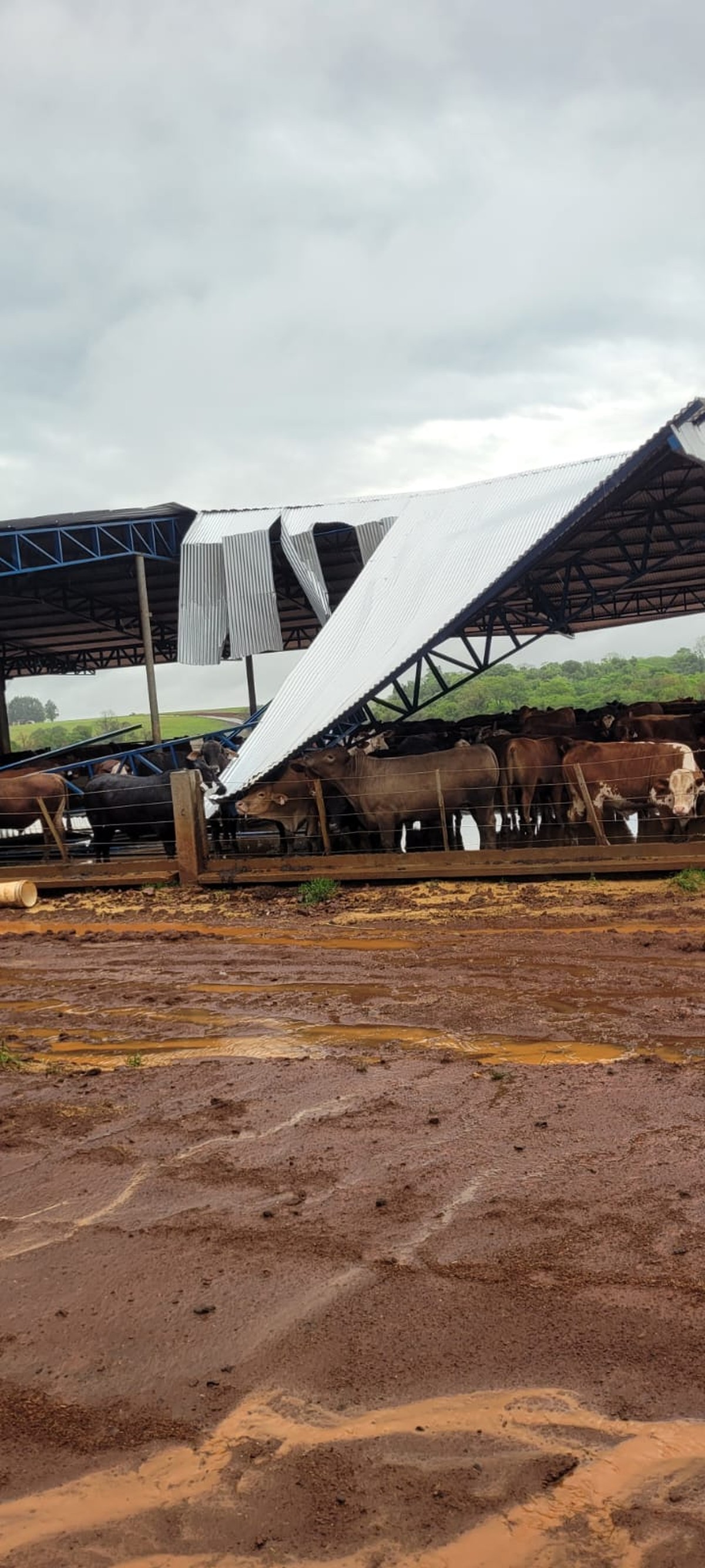 Granizo e vendaval causam prejuízos milionários em lavouras e estruturas rurais no Rio Grande do Sul