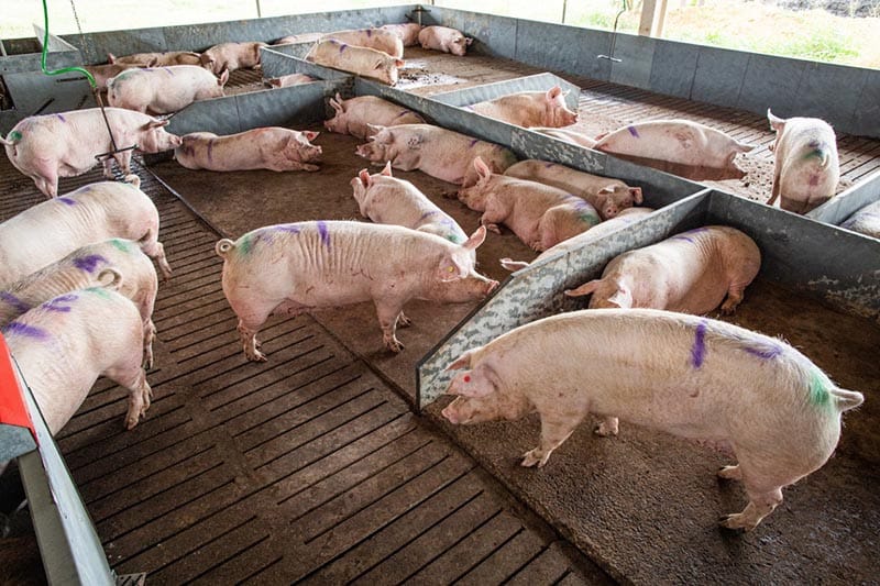 Preço do suíno sobe com aumento da procura pela carne