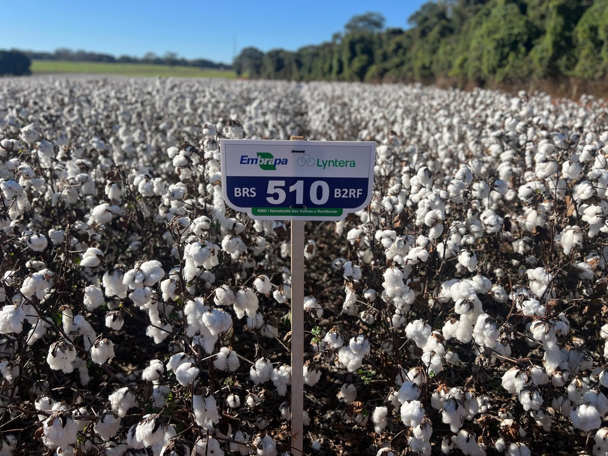 Novas cultivares de algodão aliam resistência e alta produtividade
