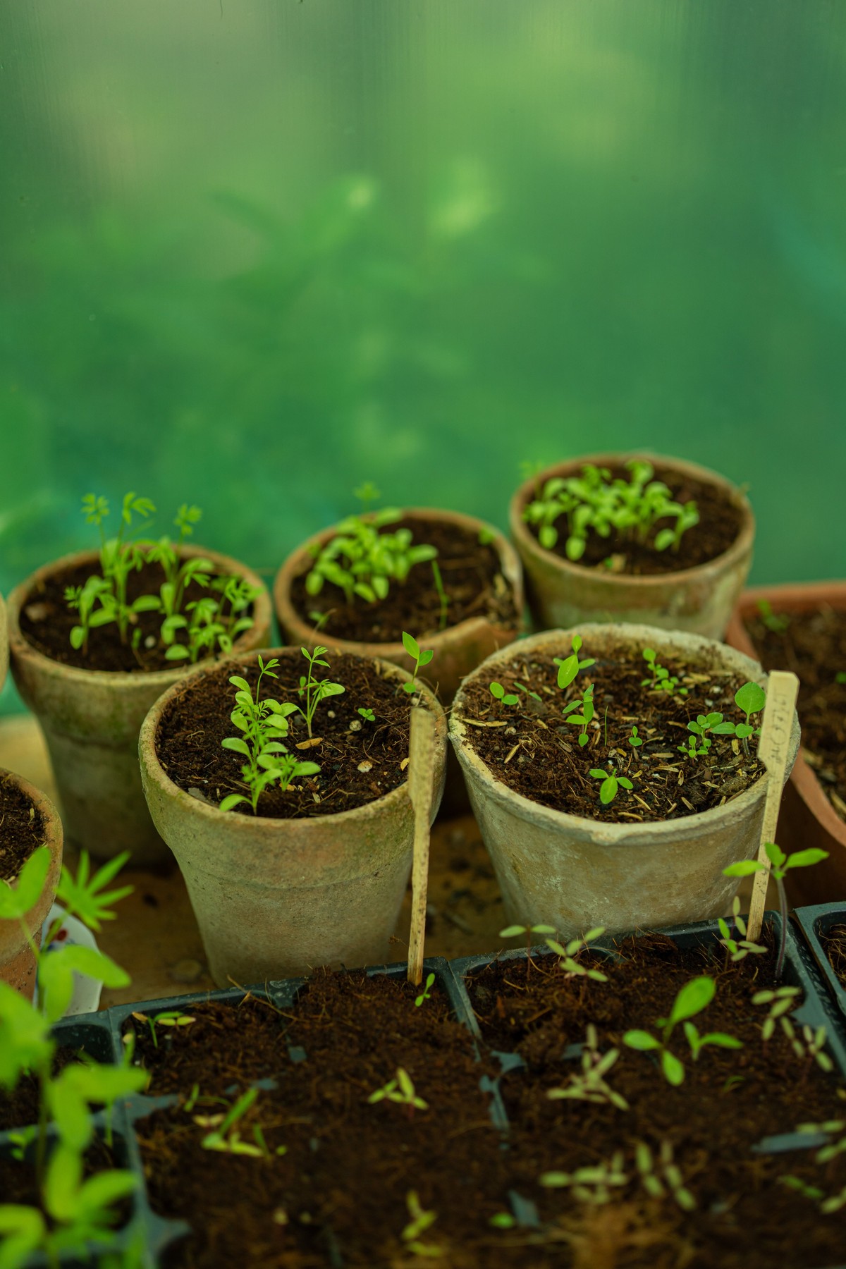 Horta em casa: Embrapa revela os segredos para cultivar hortaliças em vasos e ter uma colheita farta