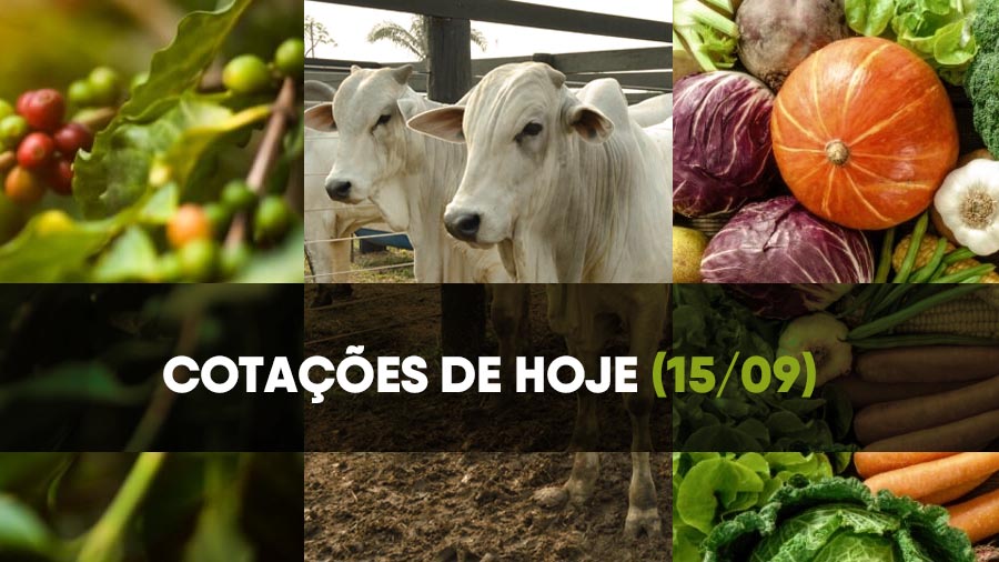 Café, boi e hortifrúti: acompanhe as cotações de 15 de setembro