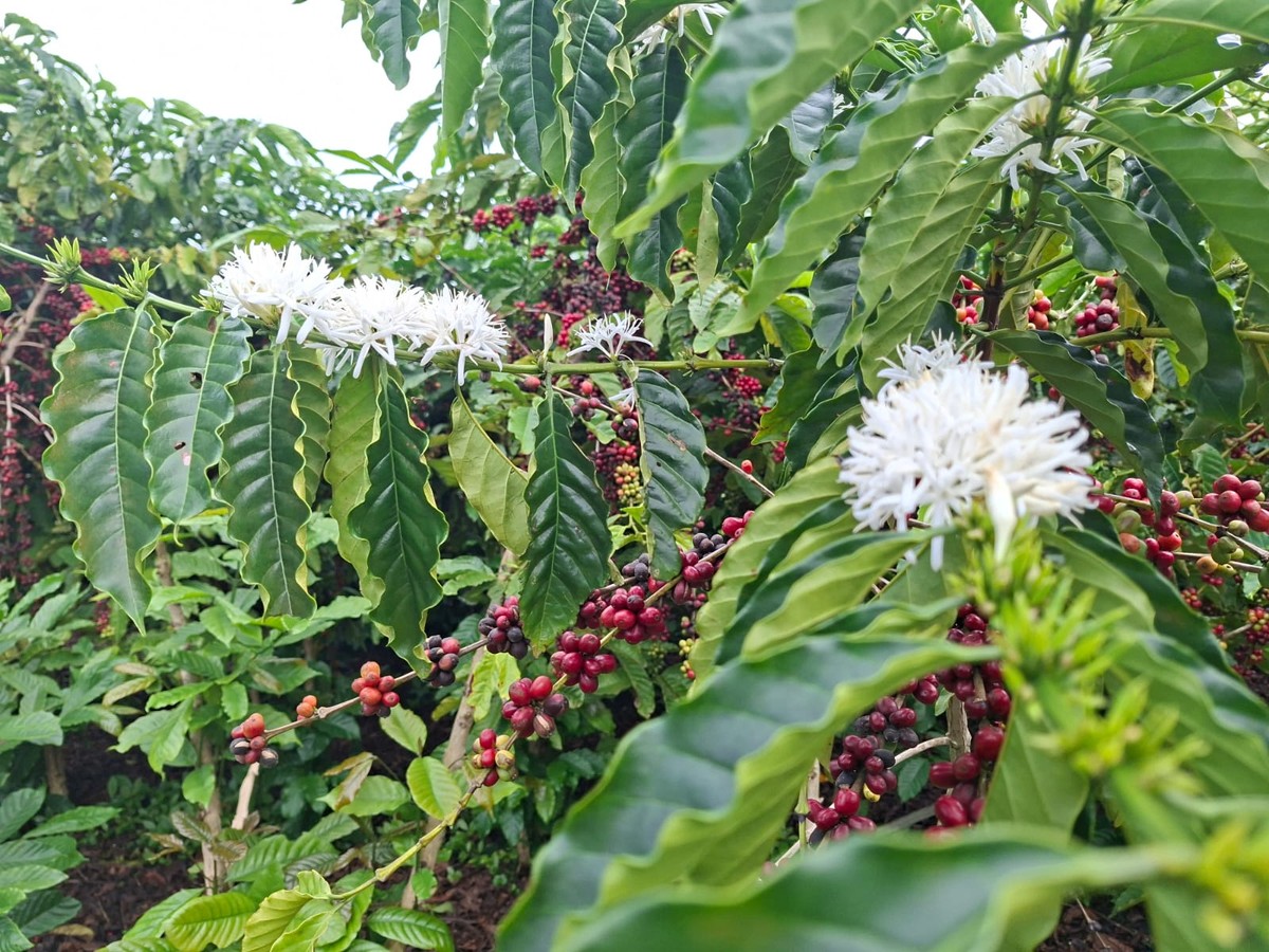 Preço do café recua em Nova York após chuvas no Brasil