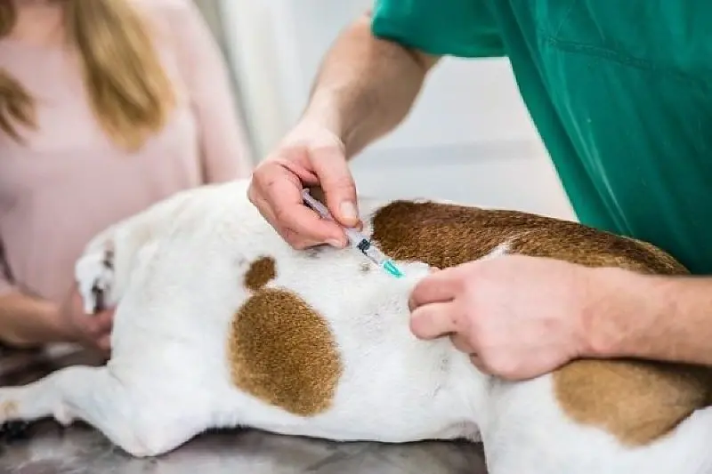 Aparecida de Goiânia terá vacinação antirrábica gratuita para cães e gatos em 61 postos neste sábado