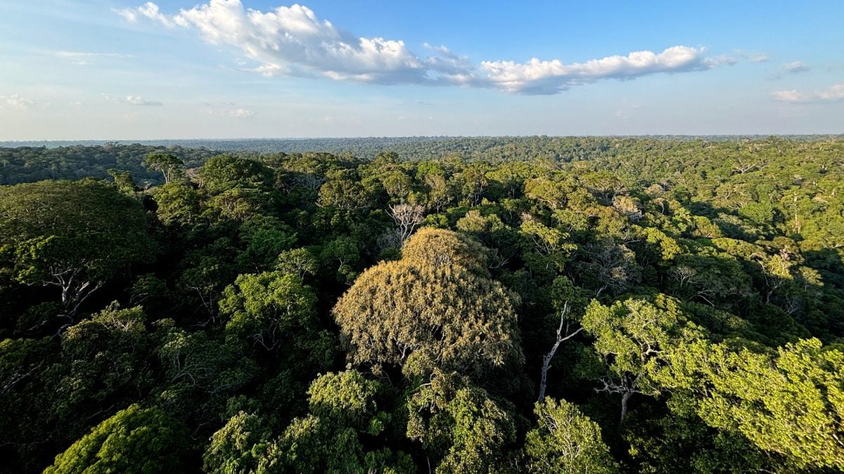 Expedição investiga biodiversidade no alto da Serra do Aracá