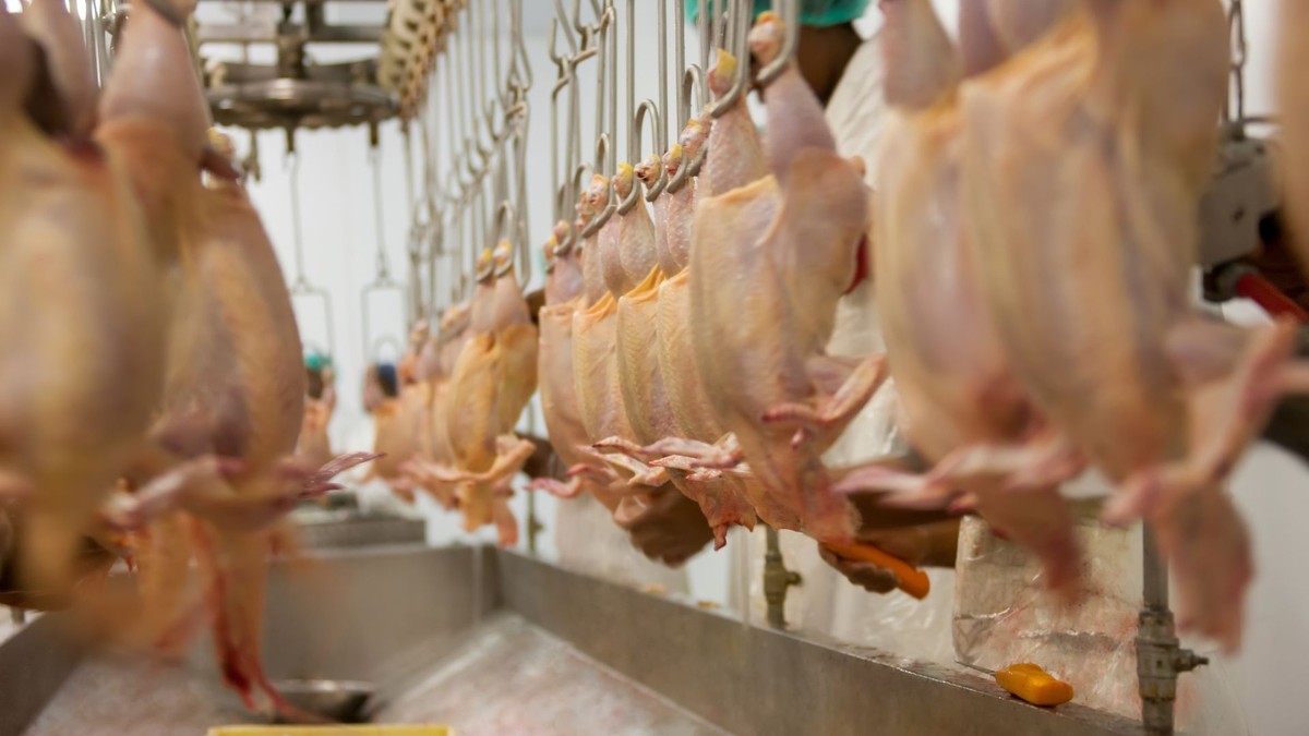 União Europeia atesta capacidade do Brasil em exportar carne de aves e mel com garantias sanitárias