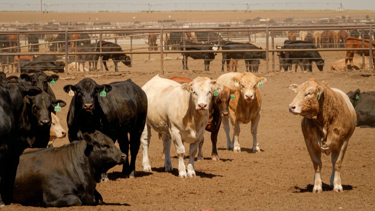 EUA reabrem inspeção de gado do México, mas carne deve permanecer em nível recorde