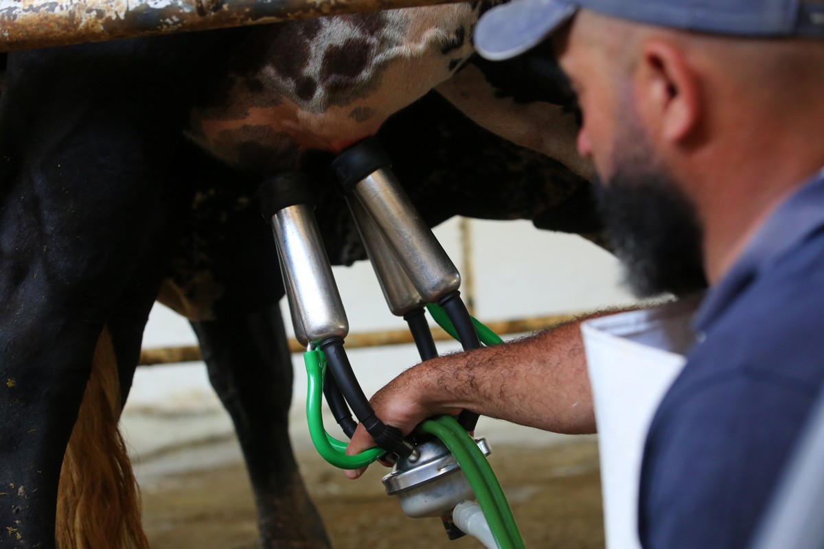 Quanto leite uma vaca produz por dia e o que influencia a produção