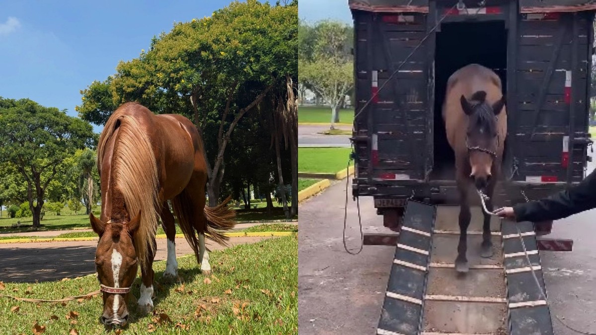 Cavalo Caramelo ganha égua para reprodução após se tornar símbolo das enchentes no RS