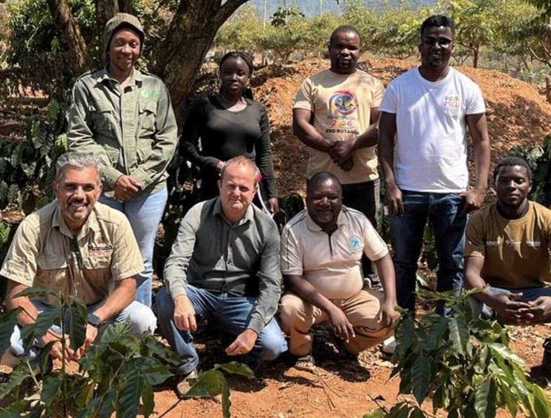 Cultivo de café avança em regiões de Moçambique