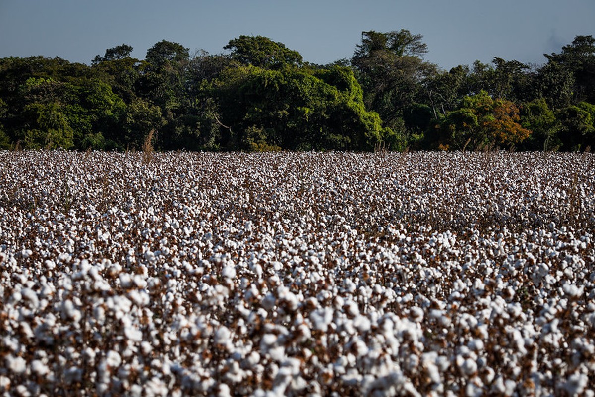 Área de algodão deve cair no Brasil em 2025/26, mas produção deve crescer