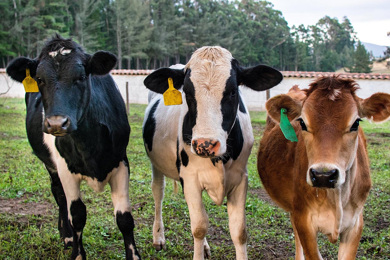 Preço do bezerro eleva custo e pressiona margem de lucro do pecuarista