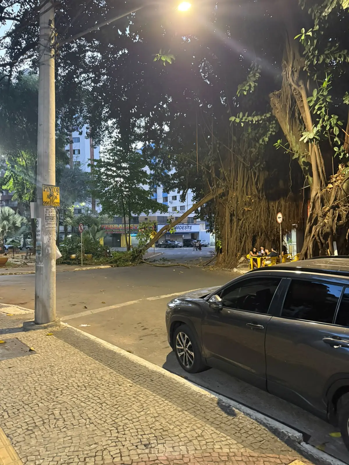 Queda de galho de gameleira no Setor Oeste reacende debate sobre árvores de risco em Goiânia